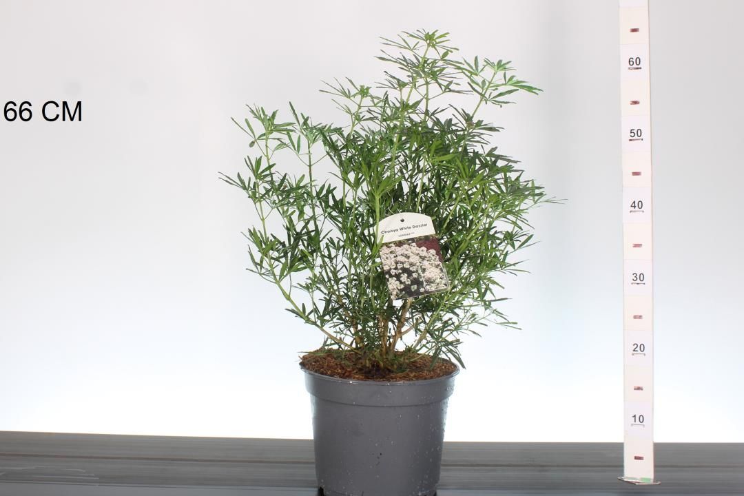 Choisya t. White Dazzler (Mexicaanse oranjebloesem) OP=OP Choisya t. White Dazzler (Mexicaanse oranjebloesem) OP=OP