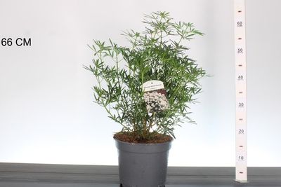 Choisya t. White Dazzler  (Mexicaanse oranjebloesem) OP=OP