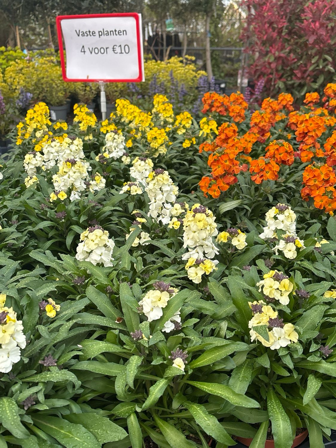 Erysimum  (Steenraket) verschillende soorten 4 voor €10 OP=OP