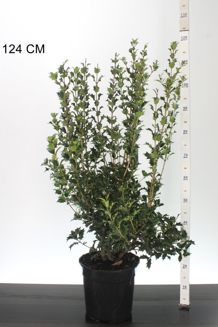 Osmanthus Heterophyllus (Schijnhulst) OP=OP Osmanthus Heterophyllus (Schijnhulst) OP=OP