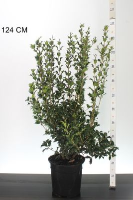 Osmanthus Heterophyllus (Schijnhulst) OP=OP