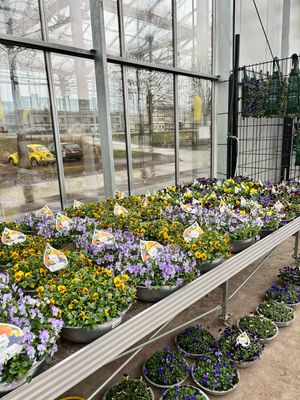 Violen (Viool) schaal groot OP=OP