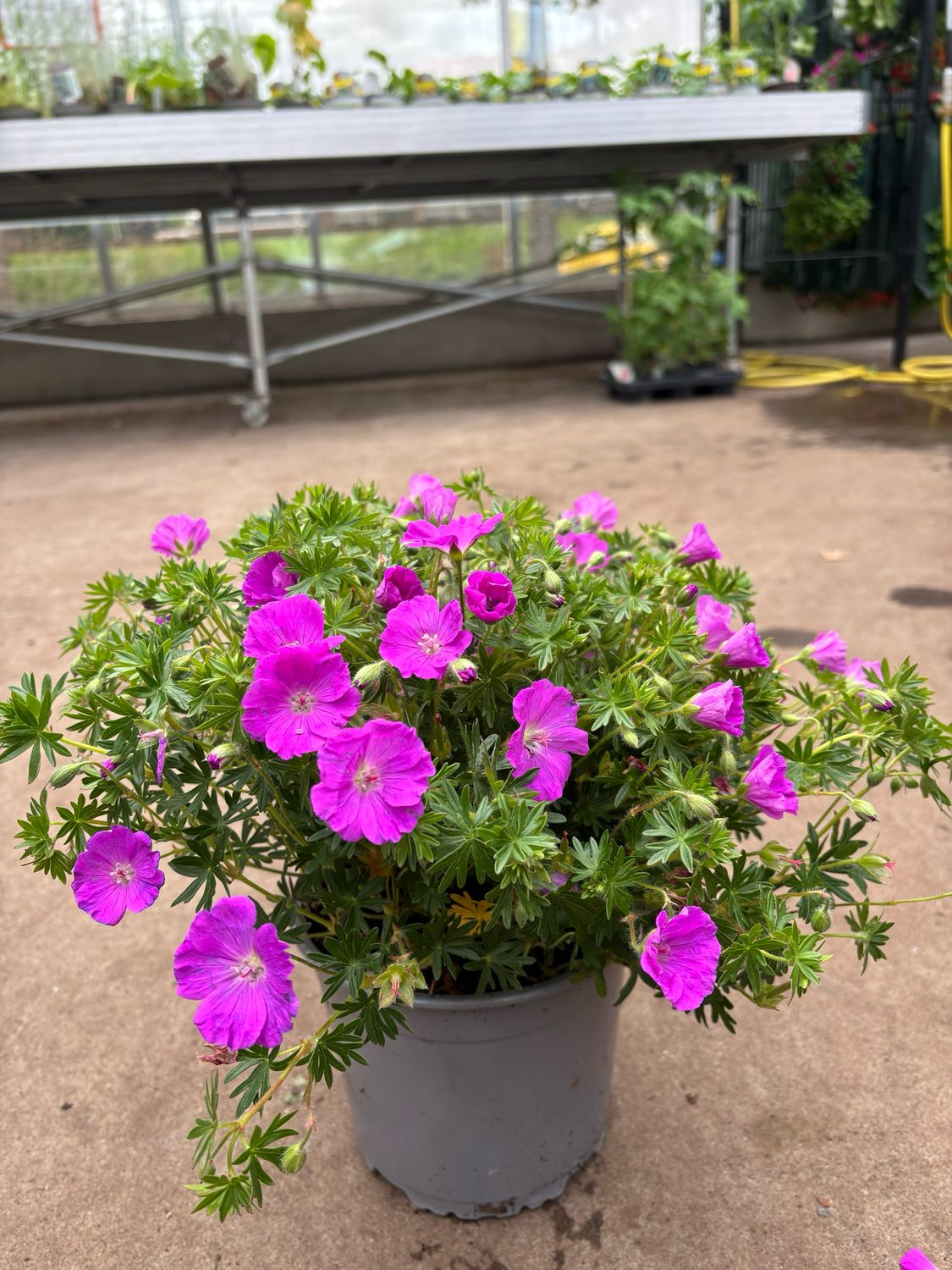 Geranium ‘Max Frei’ (Ooievaarsbek) OP=OP Geranium ‘Max Frei’ (Ooievaarsbek) OP=OP