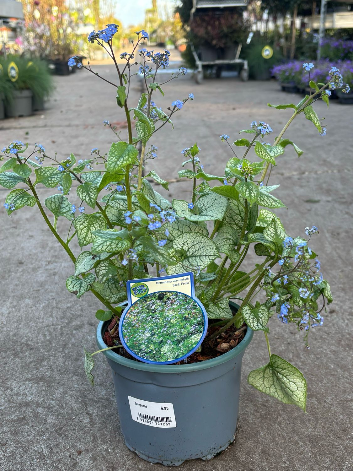 Brunnera macrophylla 'Jack Frost’ (Kaukasisch vergeet-mij-nietje) OP=OP