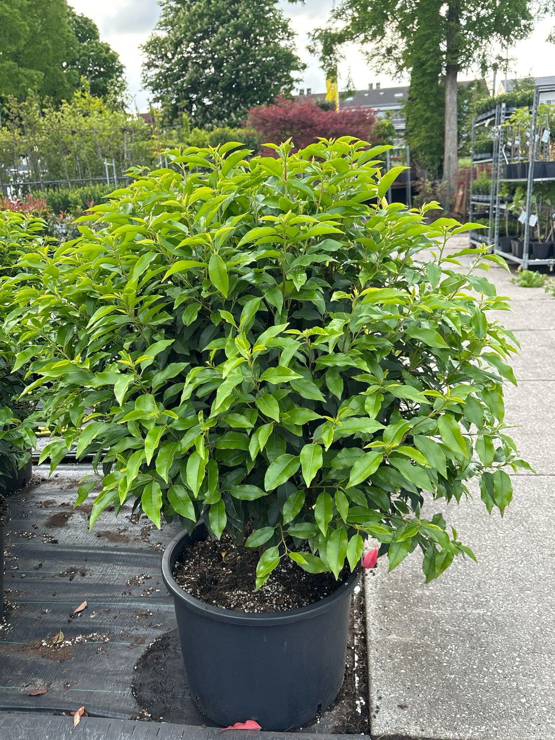 Prunus Lusitanica  (Portugese laurier Bol )OP=OP