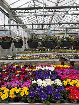 Primula (Sleutelbloem) Verschillende kleuren OP=OP