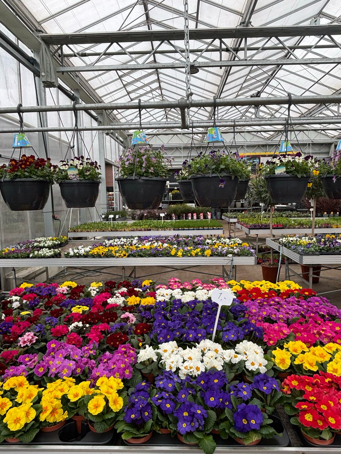 Primula (Sleutelbloem) Verschillende kleuren OP=OP Primula (Sleutelbloem) Verschillende kleuren OP=OP