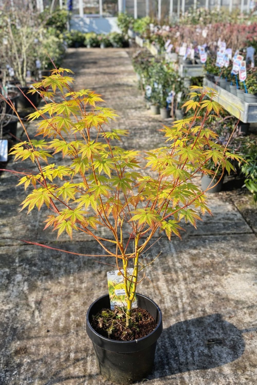 Acer (Japanse Esdoorn) Verschillende soorten OP=OP