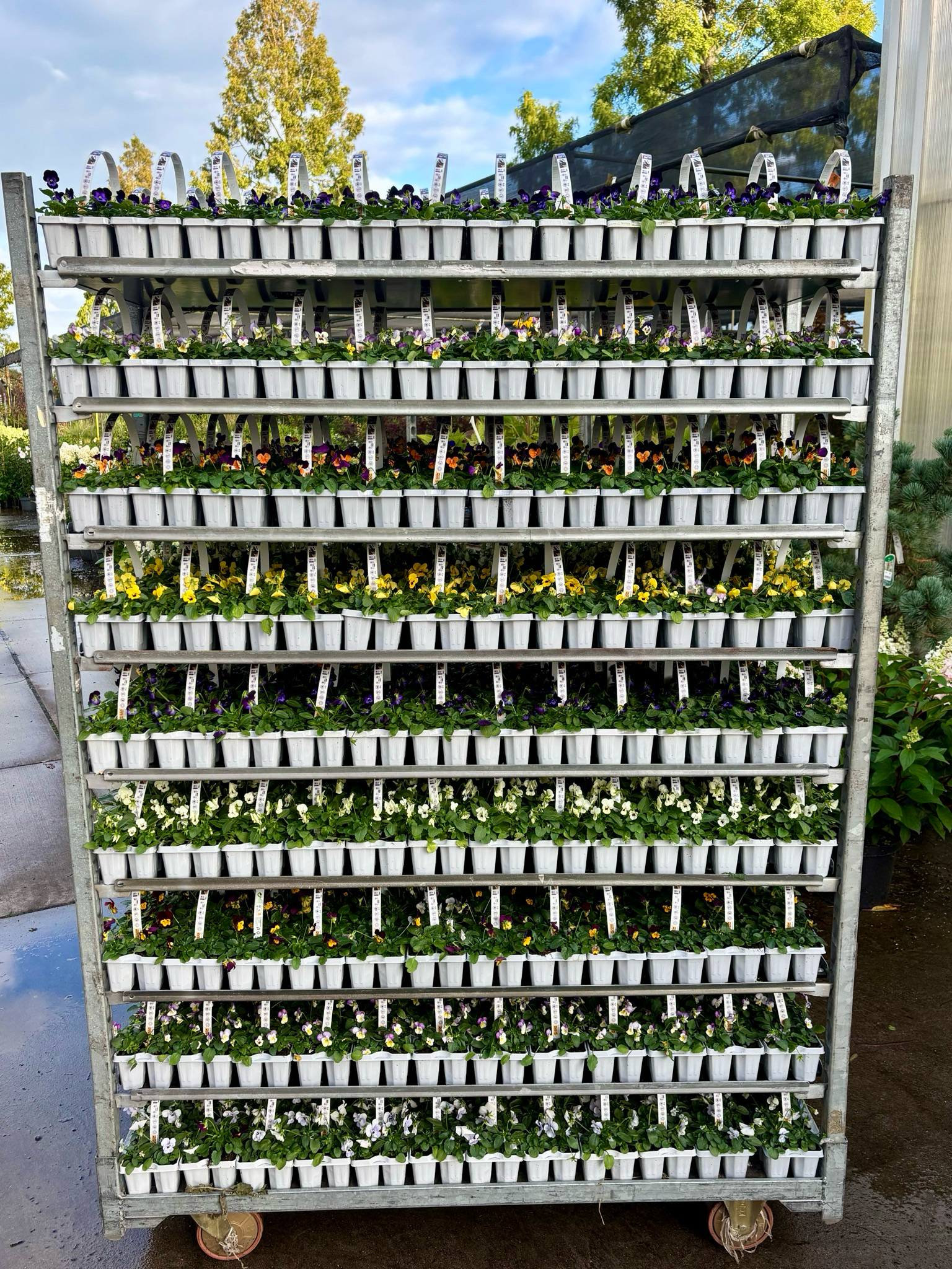 Violen (viool) trays 10 stuks OP=OP