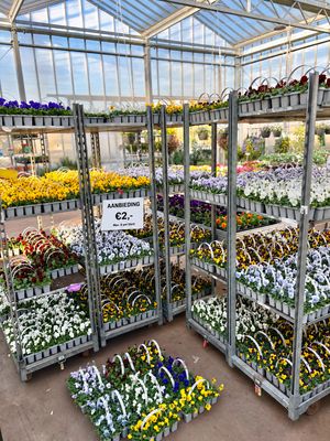 Violen (viool) trays 10 stuks OP=OP Violen (viool) trays 10 stuks OP=OP
