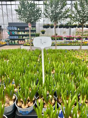 Blauw druifje Muscari (bloembollen) 2 voor €1,50 OP=OP