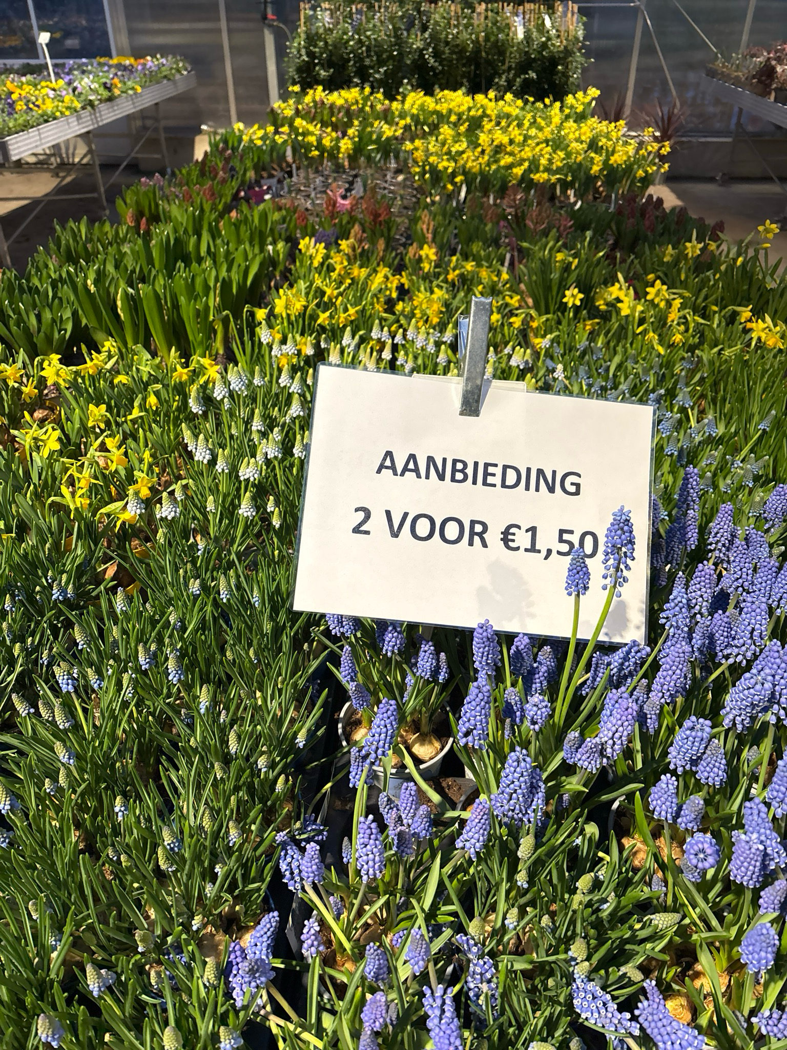 Blauw druifje Muscari (bloembollen) 2 voor €1,50 OP=OP