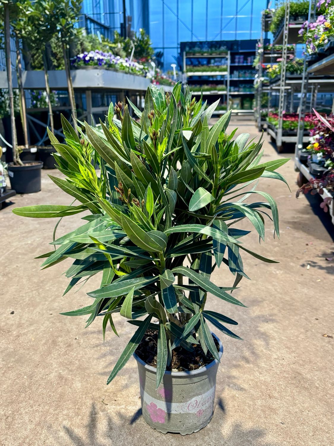Nerium Oleander (Oleander) OP=OP