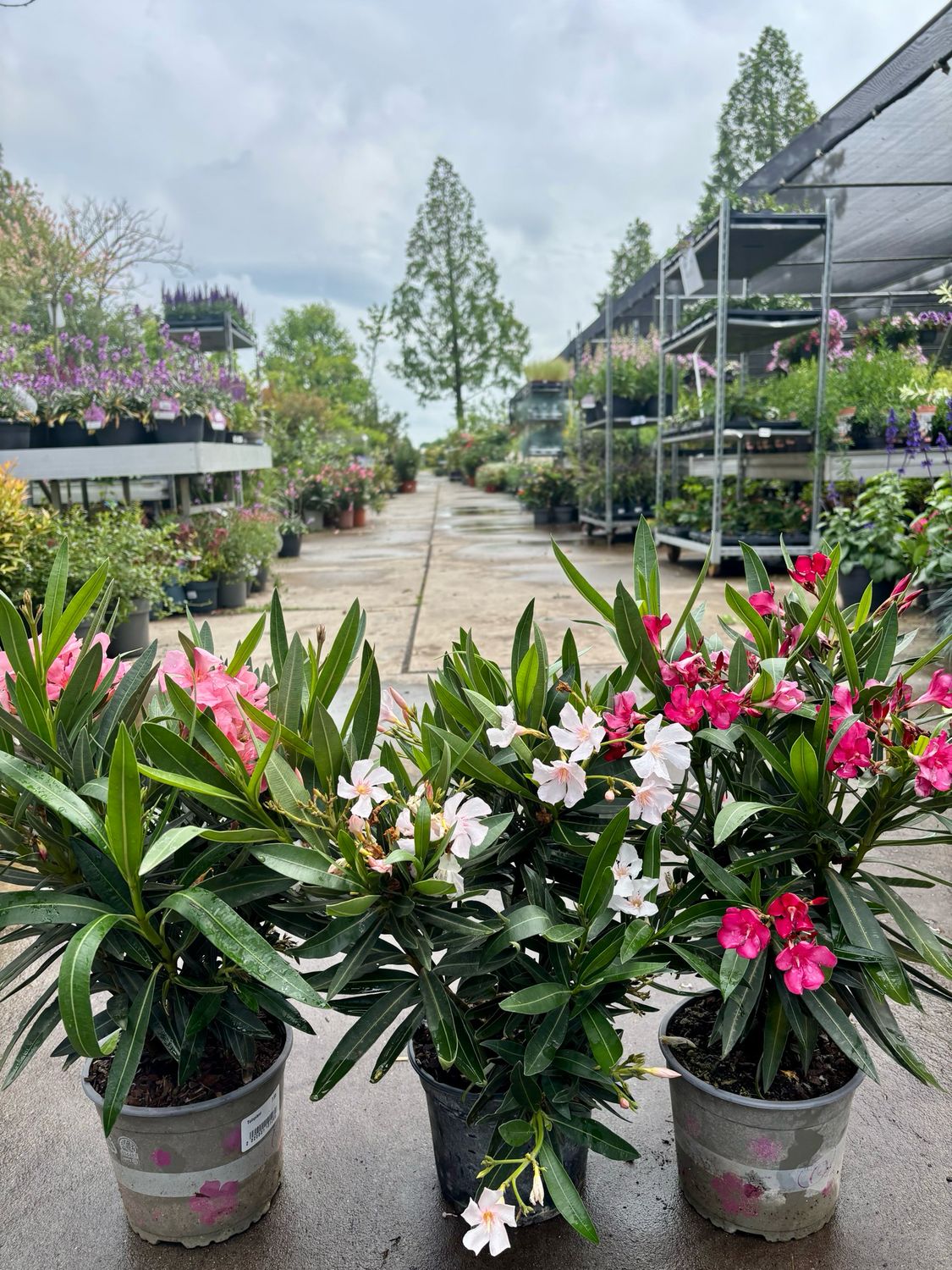 Nerium Oleander (Oleander) OP=OP Nerium Oleander (Oleander) OP=OP