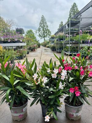 Nerium Oleander (Oleander) OP=OP Nerium Oleander (Oleander) OP=OP