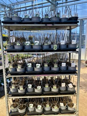 Hydrangea paniculata ‘Silver Dollar’ en ‘Kyushu’ ( Pluimhortensia) OP=OP