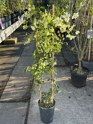 Clematis cartmanii Avalanche (Groenblijvende Clematis) OP=OP