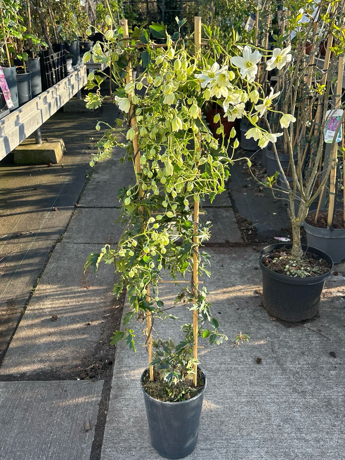 Clematis cartmanii Avalanche (Groenblijvende Clematis) OP=OP