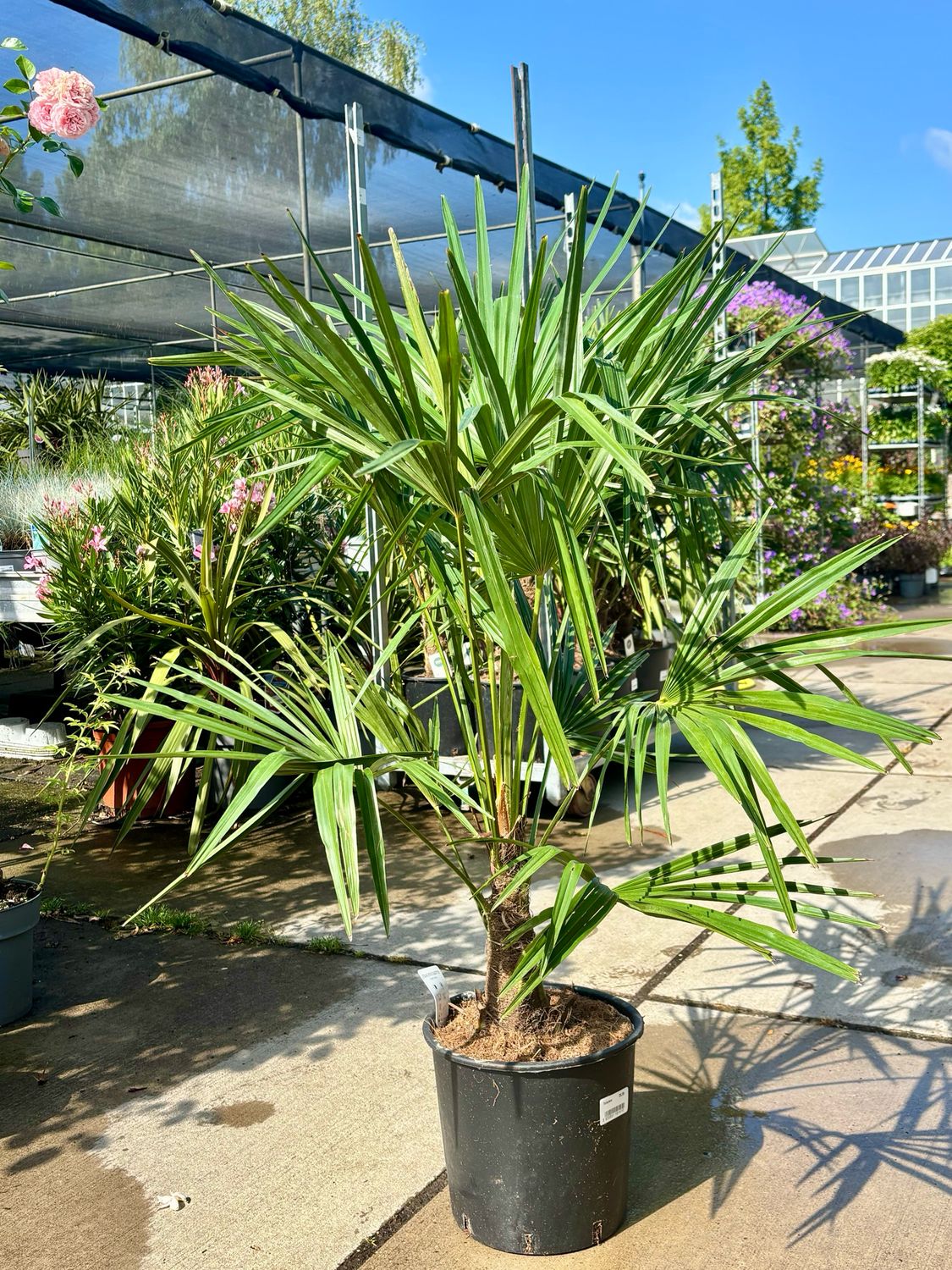 Trachycarpus fortunei (Palmboom) OP=OP Trachycarpus fortunei (Palmboom) OP=OP