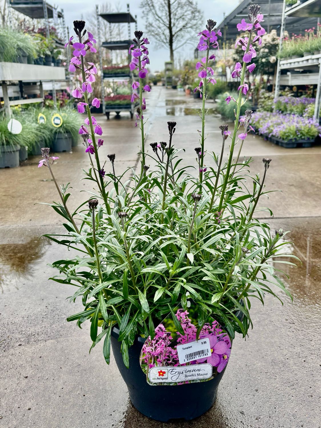 Erysimum (Steenraket) OP=OP