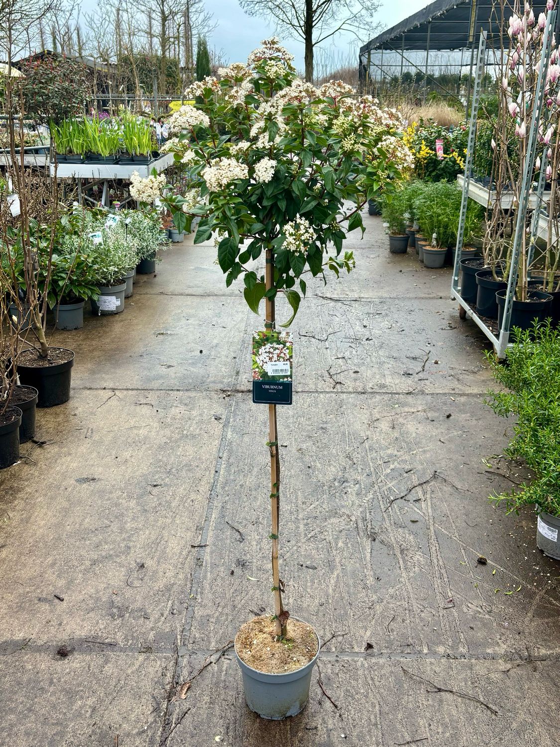 Sneeuwbal (Viburnum Tinus op stam ) OP=OP