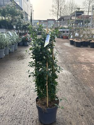 Ceanothus (Amerikaanse sering op rek) OP=OP