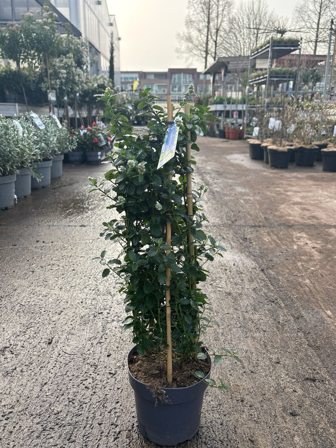 Ceanothus (Amerikaanse sering op rek) OP=OP