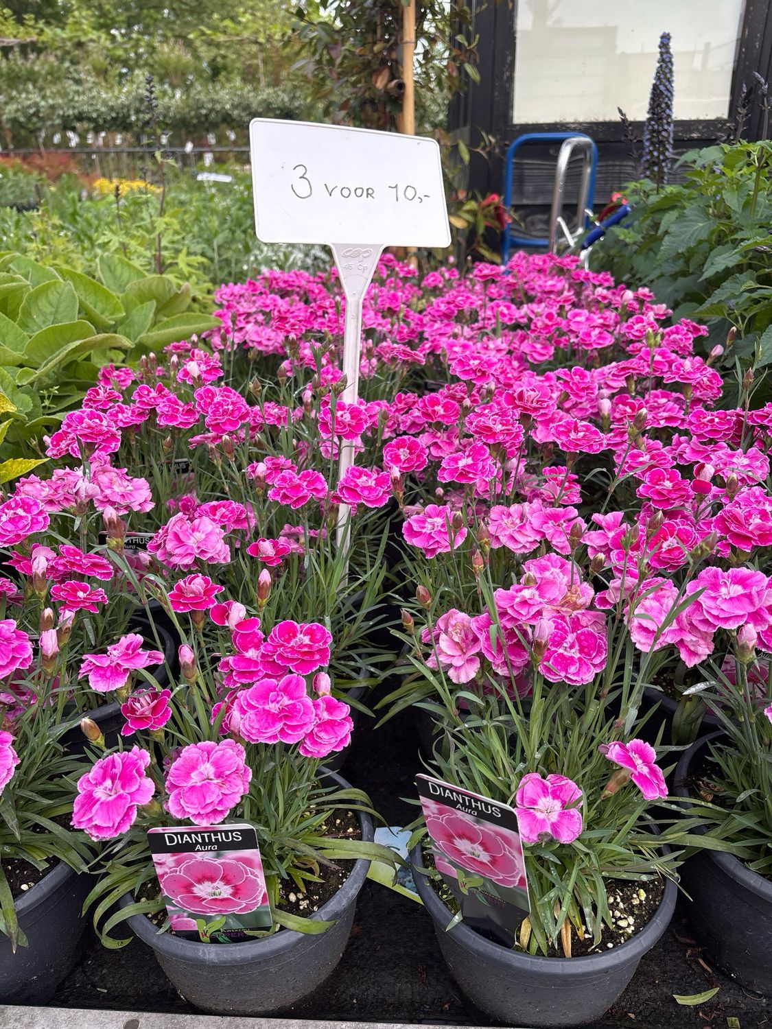 Dianthus (Anjer) 3 voor €10 OP=OP
