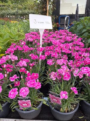 Dianthus (Anjer) 3 voor €10 OP=OP