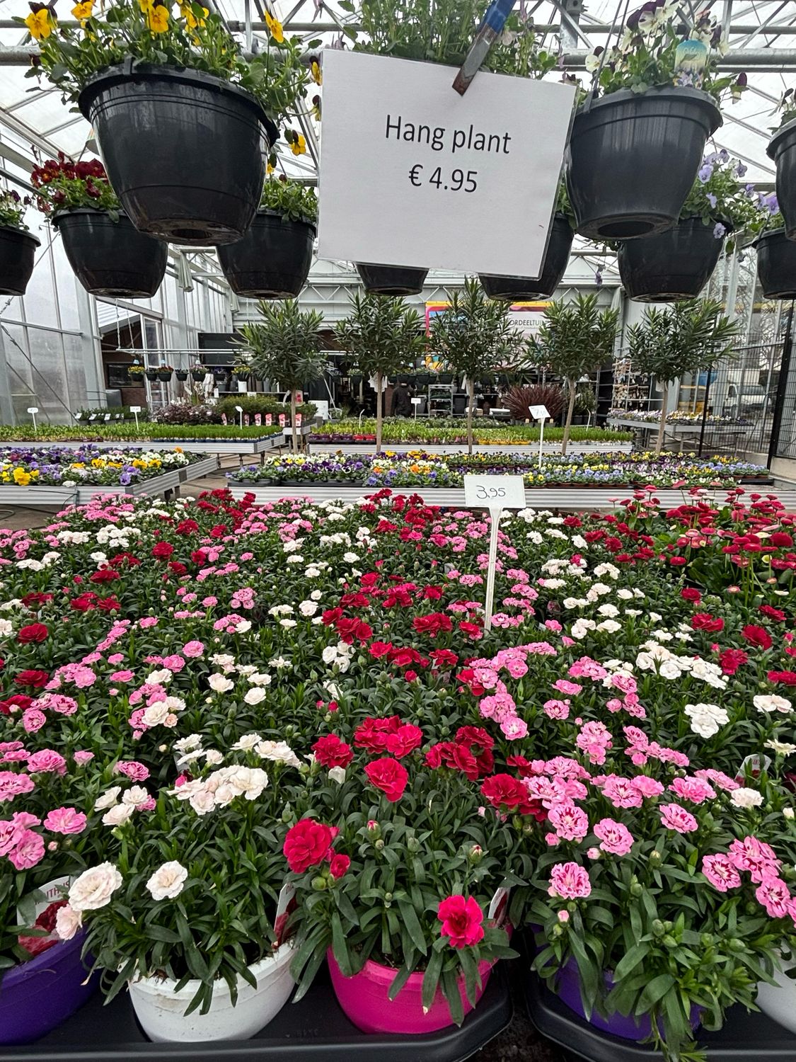 Dianthus (Anjer) OP=OP