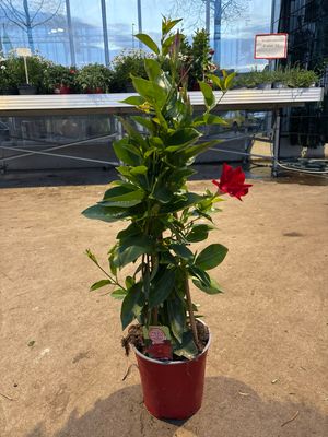 Mandeville (Sundaville) Rood OP=OP