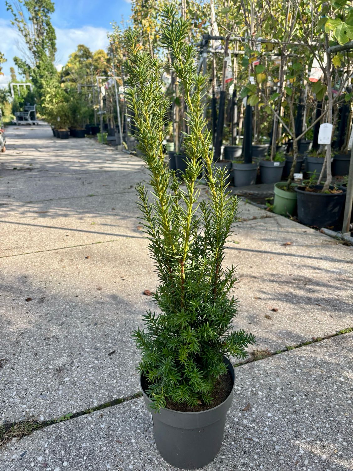 Taxus media 'Hicksii (Venijnboom) OP=OP
