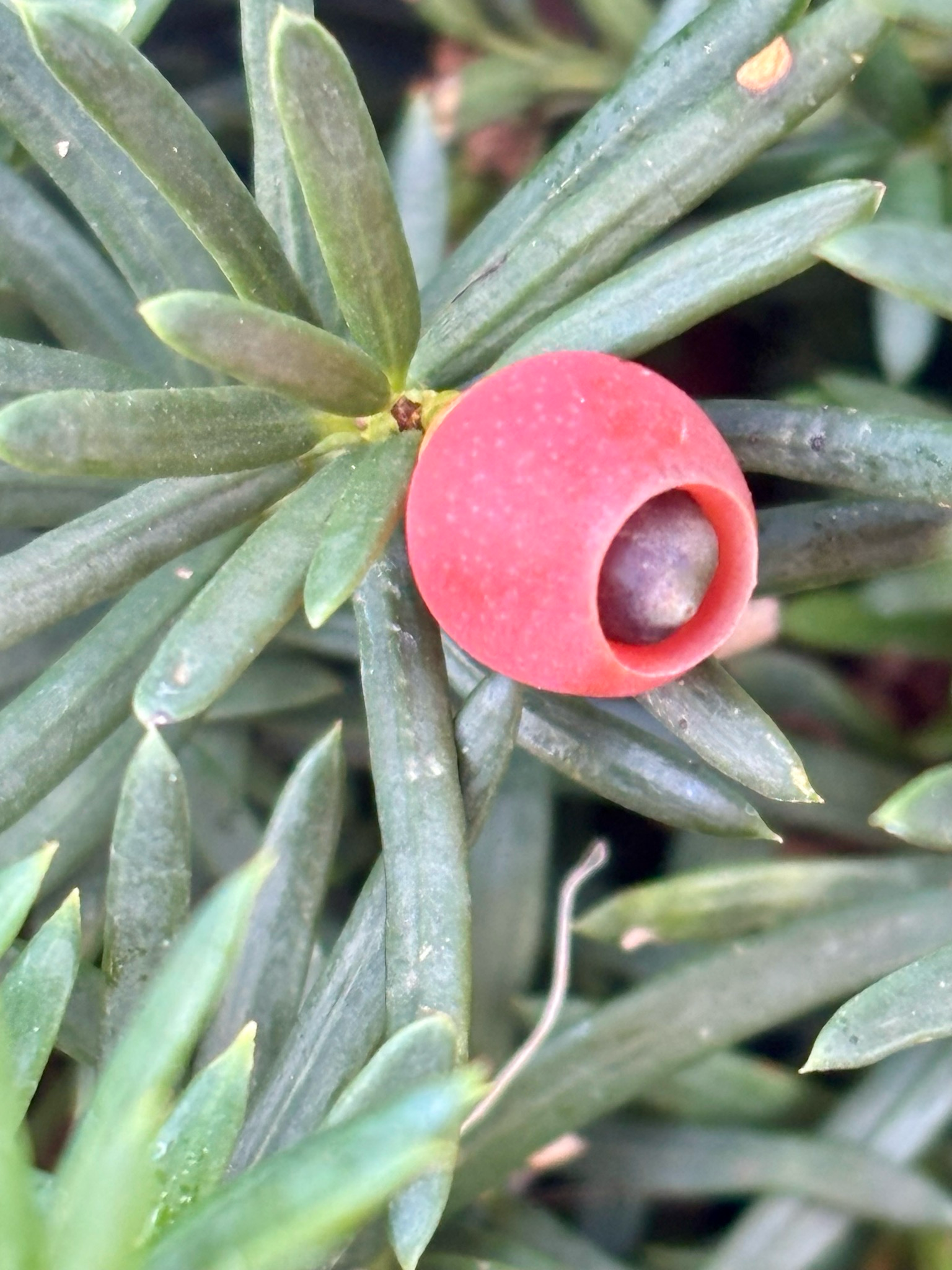 Taxus media 'Hicksii (Venijnboom) OP=OP