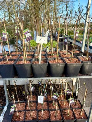 Ficus (Vijgenboom) OP=OP