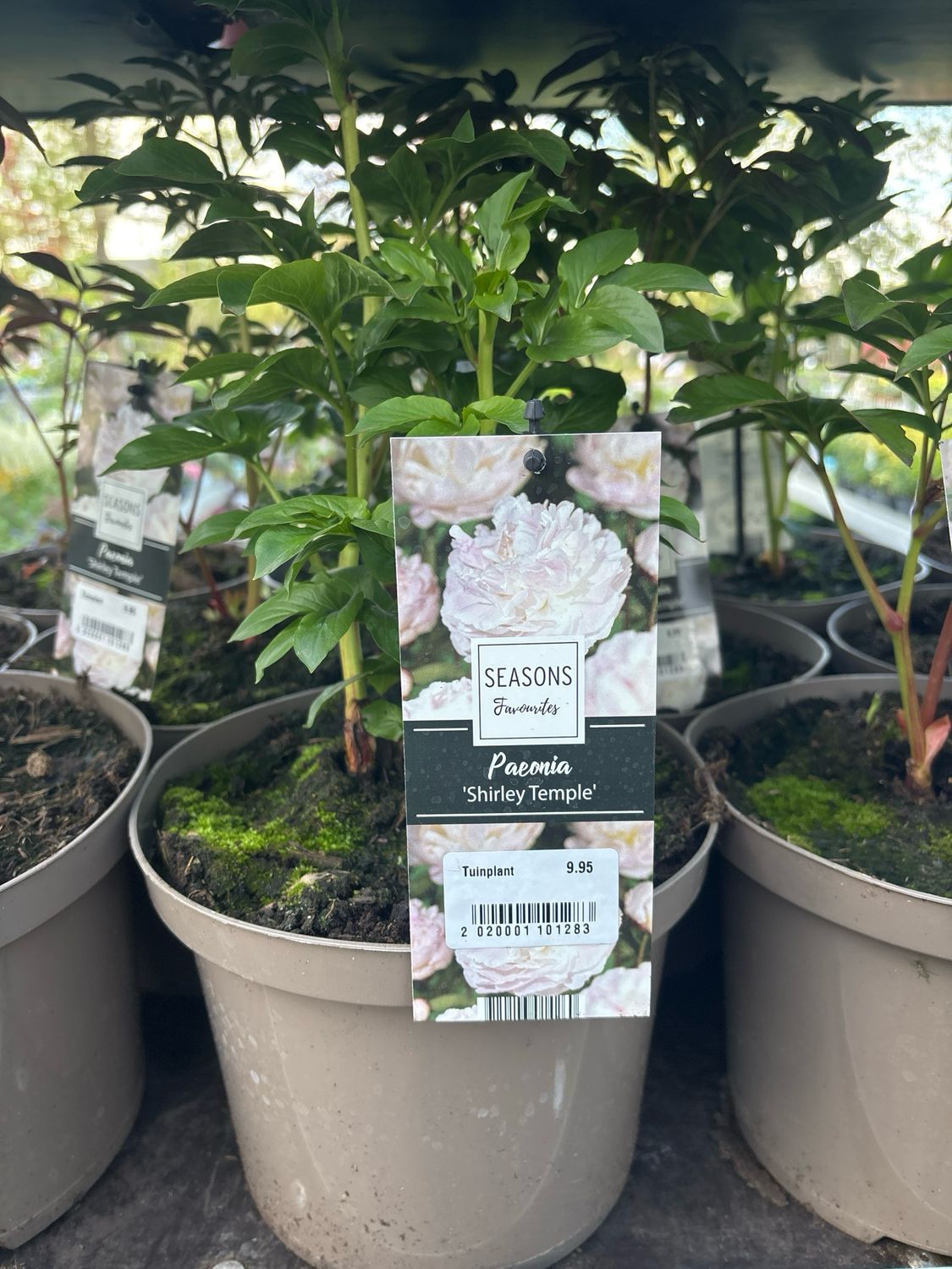 Pioenrozen (Pioen) wit en roze OP=OP