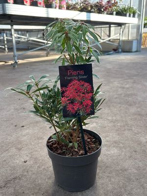 Pieris ‘Flaming Silver’ (Rotsheide) OP=OP