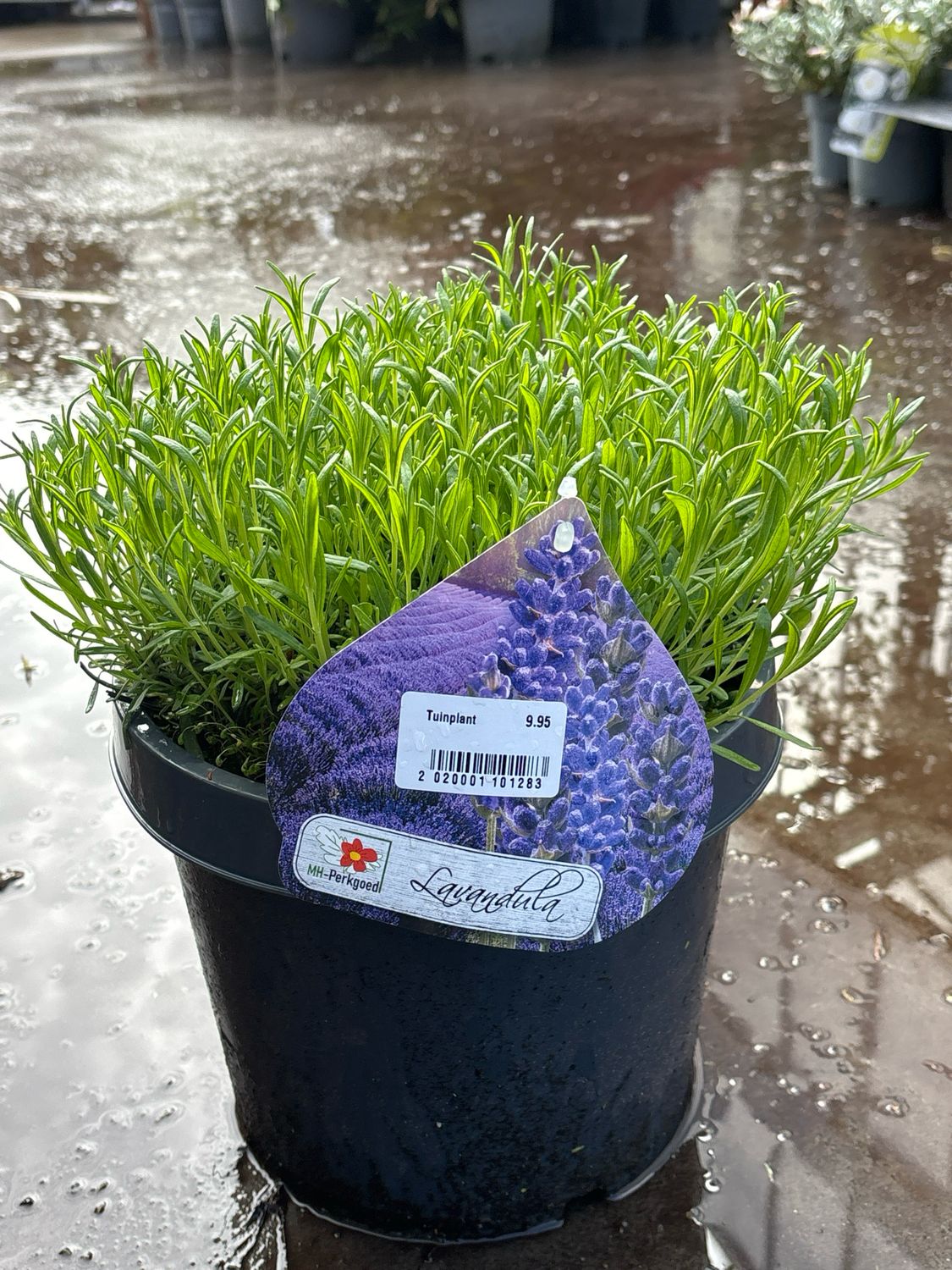Lavandula (Lavendel) OP=OP