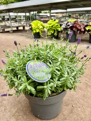 Lavandula Hidcote (Lavendel) OP=OP