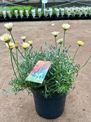 Rhodanthemum 'Casablanca' (Marokkaanse margriet) OP=OP