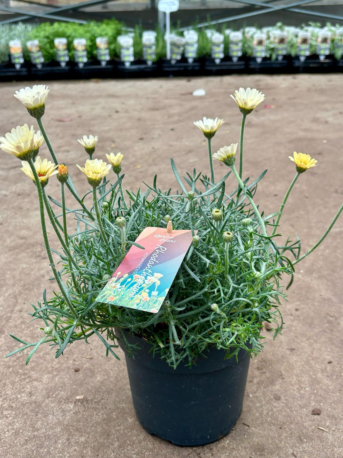 Rhodanthemum 'Casablanca' (Marokkaanse margriet) OP=OP