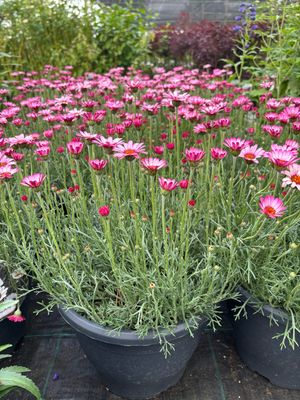 Rhodanthemum (Marokkaanse margriet) OP=OP