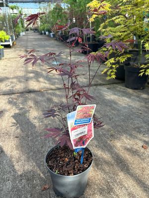 Acer palmatum atropurpureum (Japanse Esdoorn) OP=OP