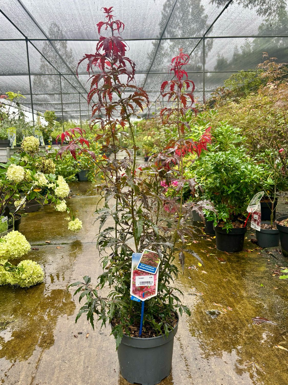 Acer palmatum atropurpureum (Japanse Esdoorn) OP=OP