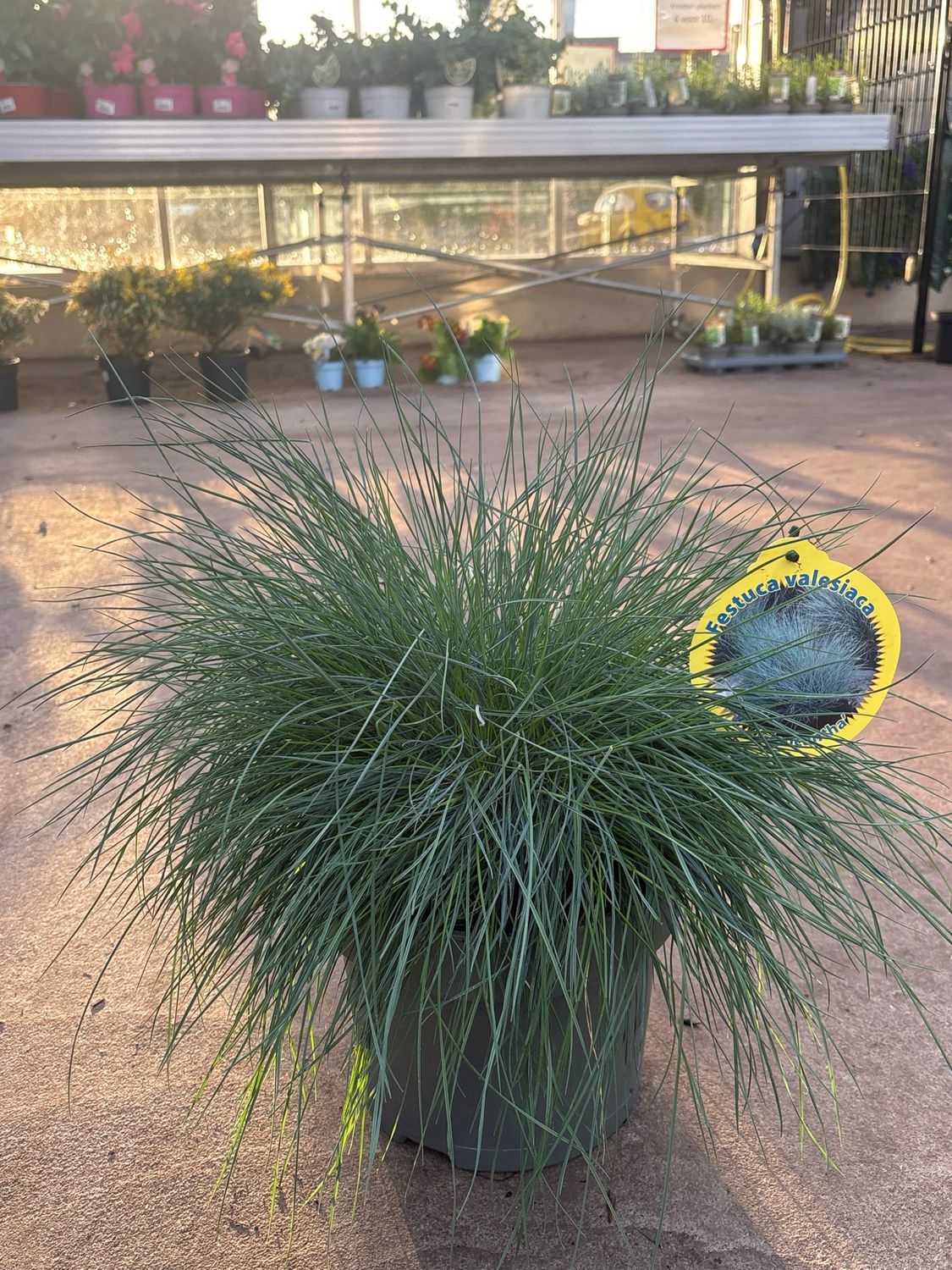 Festuca valesiaca (Blauw schapengras) OP=OP