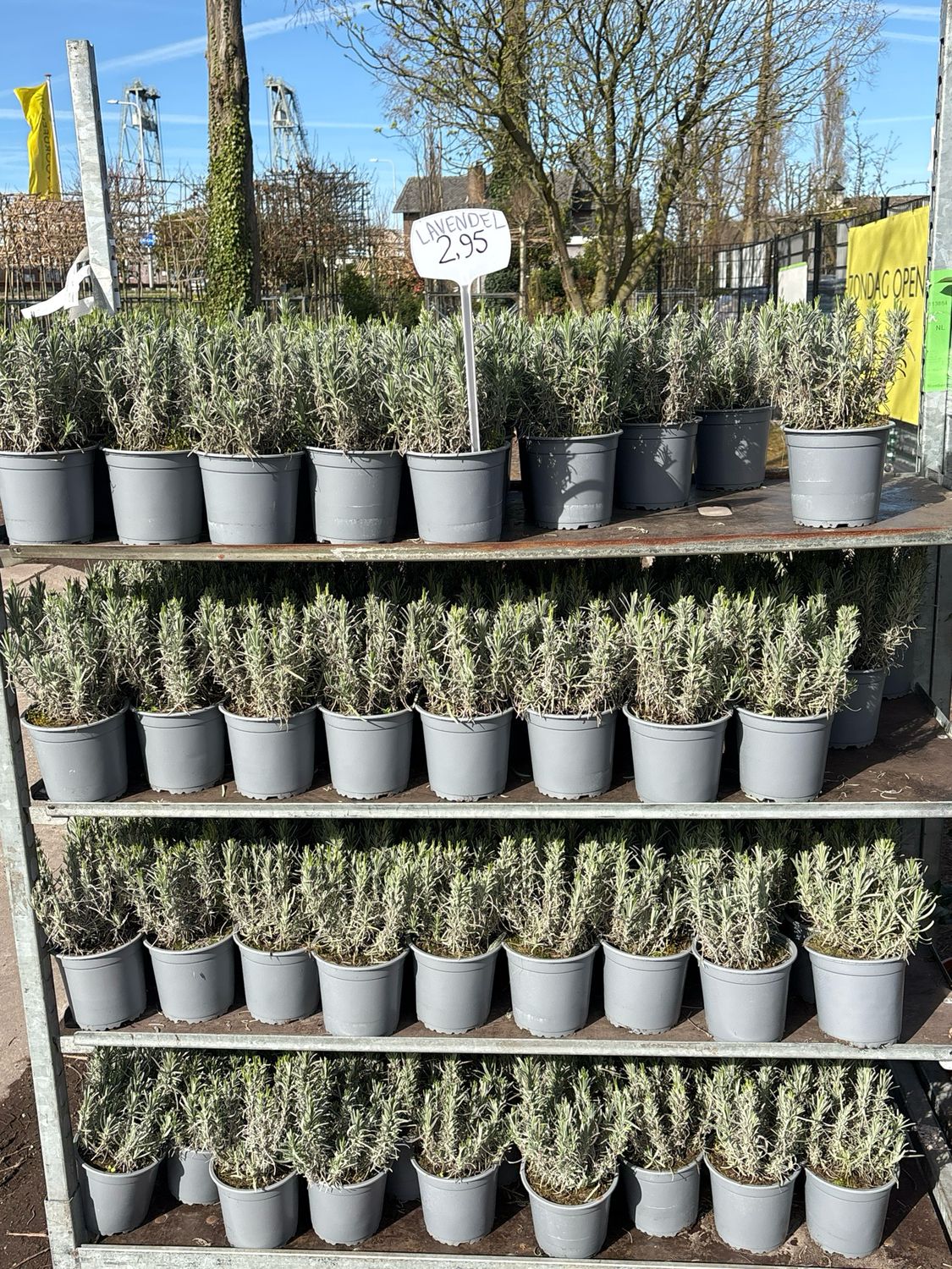 Lavandula ‘Dwarf Blue’ (Lavendel) 4 voor €10 OP=OP Lavandula ‘Dwarf Blue’ (Lavendel) 4 voor €10 OP=OP