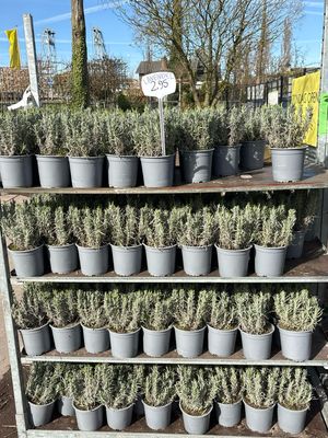 Lavandula ‘Dwarf Blue’ (Lavendel) 4 voor €10 OP=OP Lavandula ‘Dwarf Blue’ (Lavendel) 4 voor €10 OP=OP