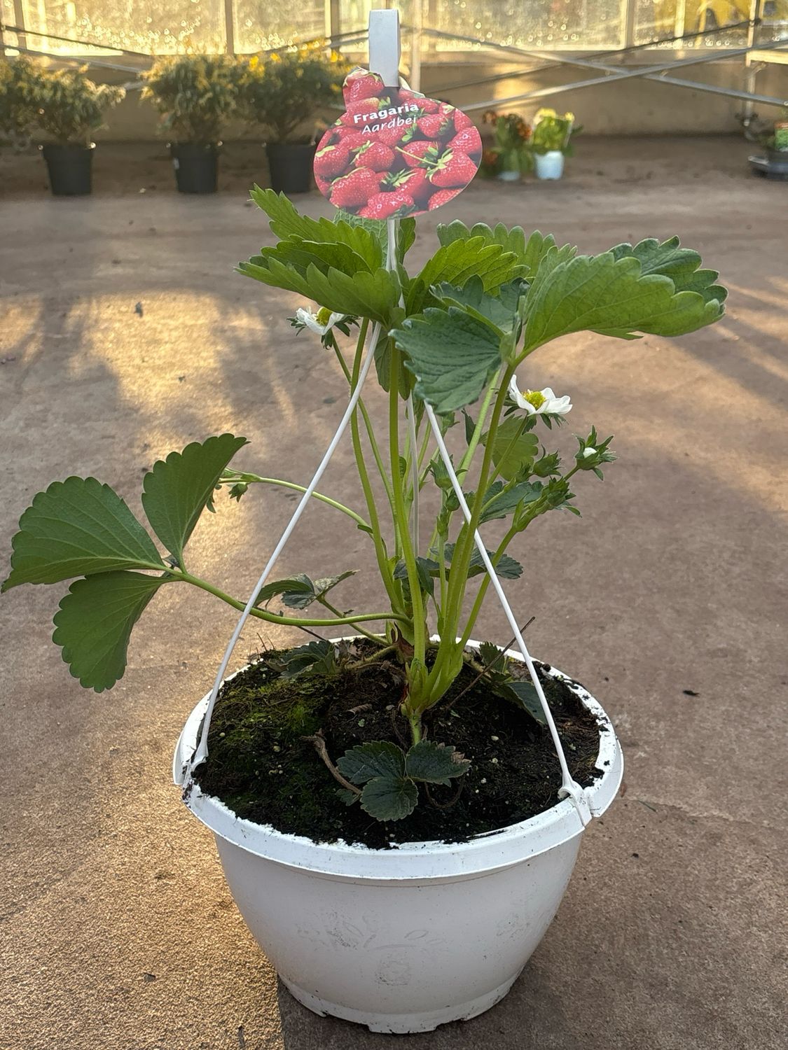 Aardbei Hangplanten (Hangplant) OP=OP Aardbei Hangplanten (Hangplant) OP=OP
