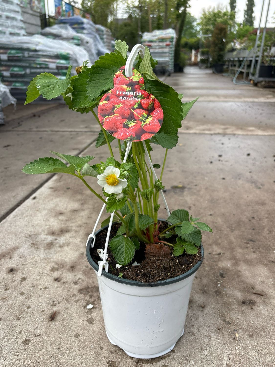 Aardbei  Hangplanten (Hangplant) OP=OP
