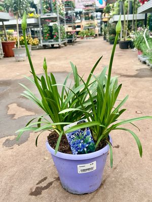 Agapanthus (Afrikaanse Lelie blauw) OP=OP