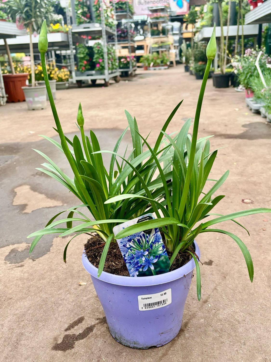 Agapanthus (Afrikaanse Lelie blauw) OP=OP